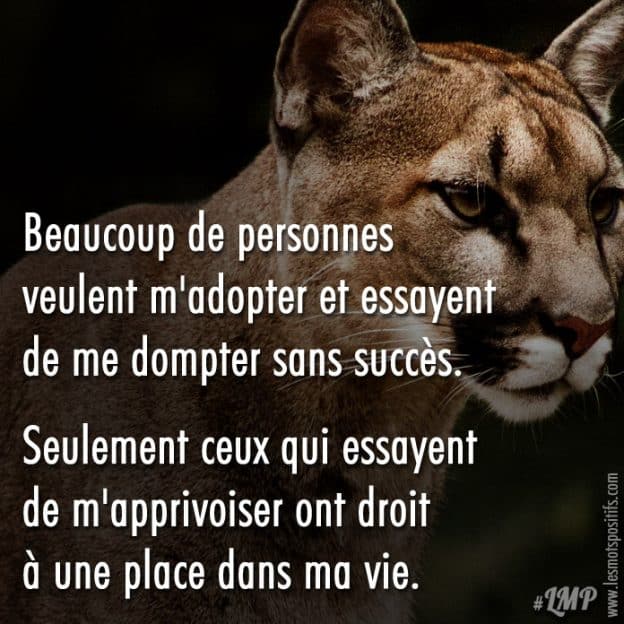 N Essayez Pas De Dompter Un Esprit Libre Citations Et Pensees Positives Les Mots Positifs Com