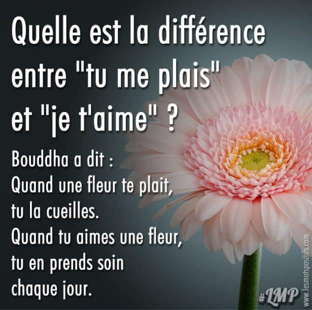 Quelle Est La Difference Entre Tu Me Plais Et Je T Aime Citations Et Pensees Positives Les Mots Positifs Com