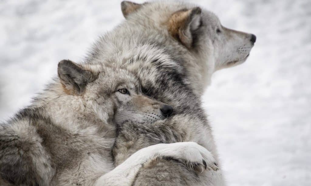 La Legende Amerindienne Des Deux Loups